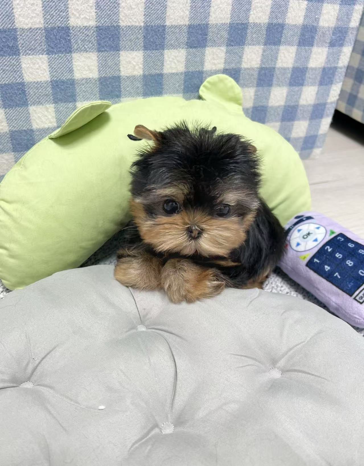 Yorkie-Bella