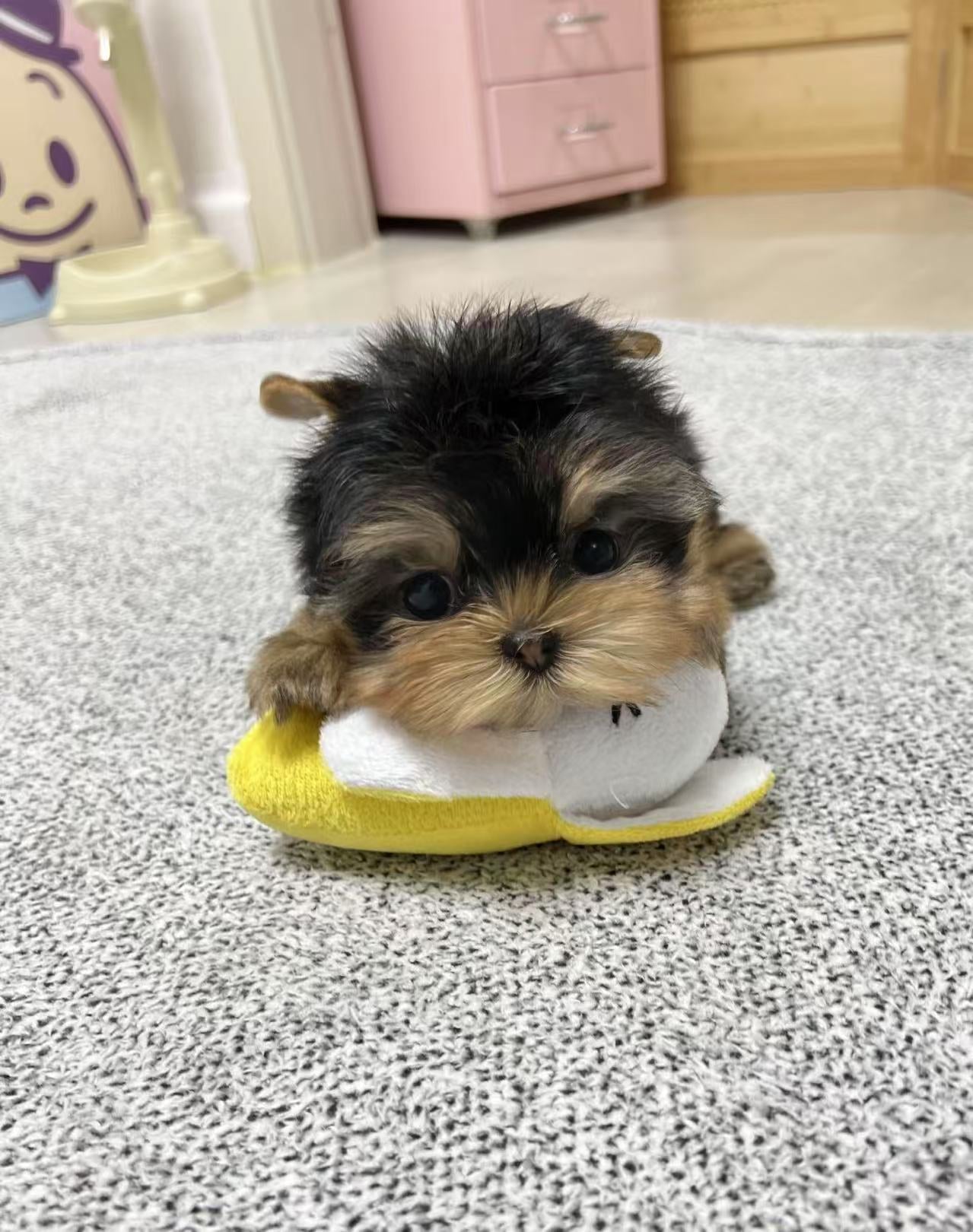 Yorkie-Bella