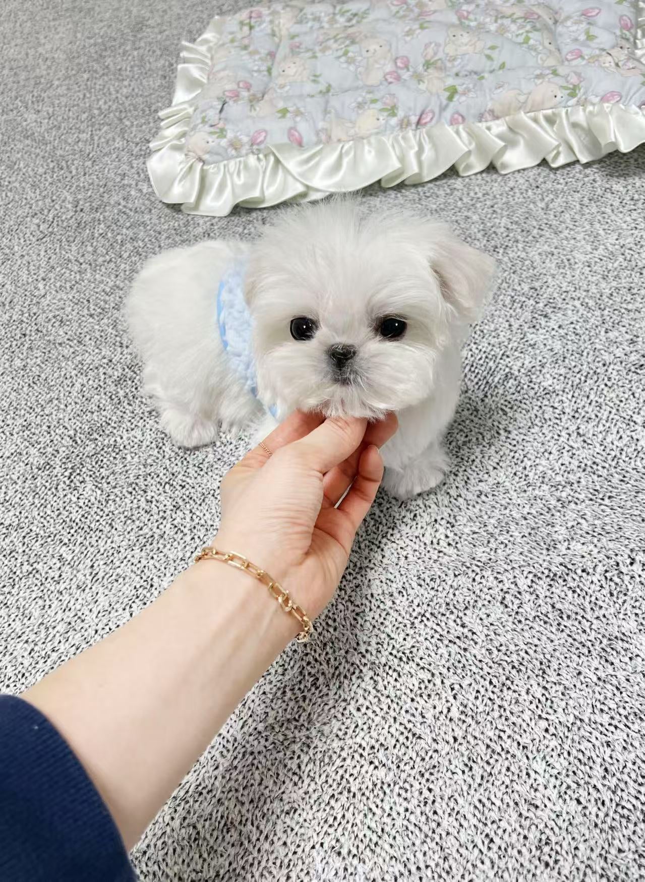 Maltese-Kara