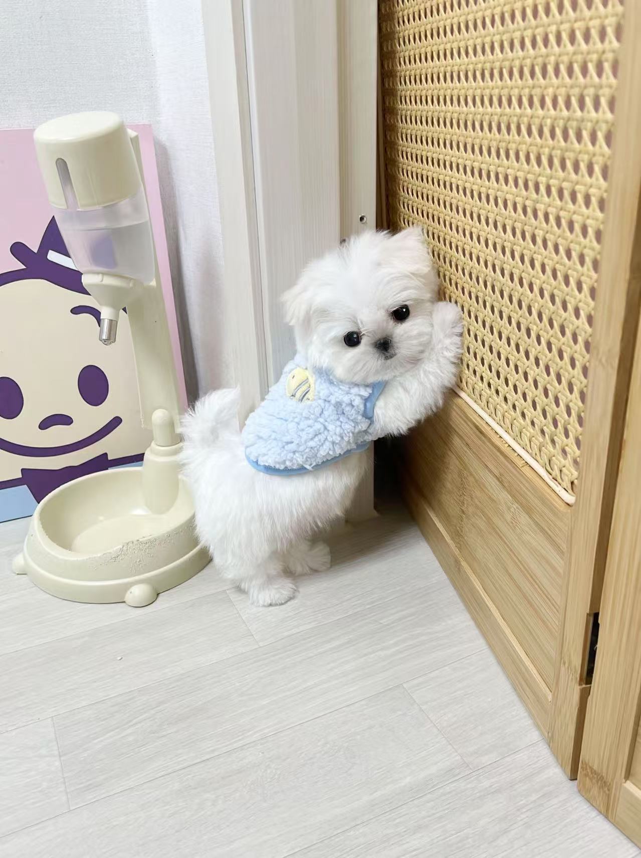 Maltese-Kara