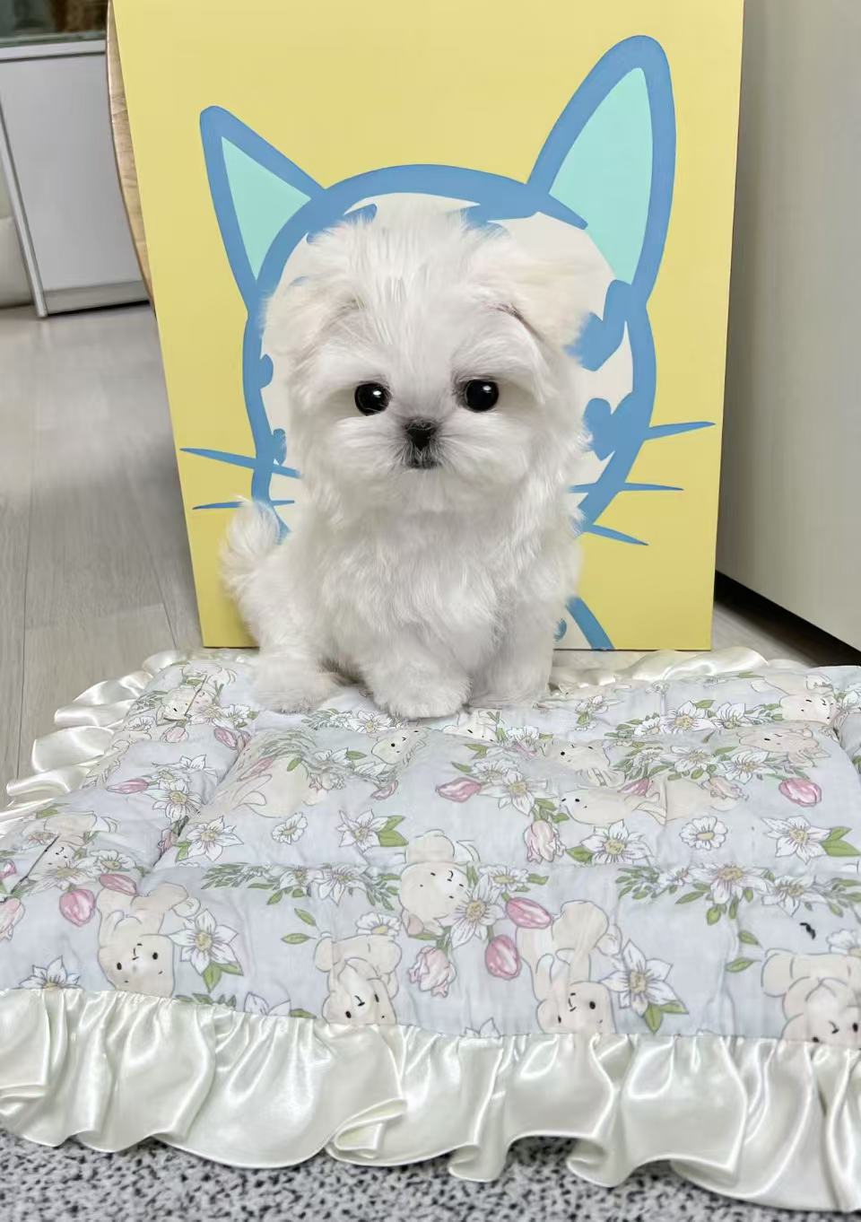 Maltese-Kara