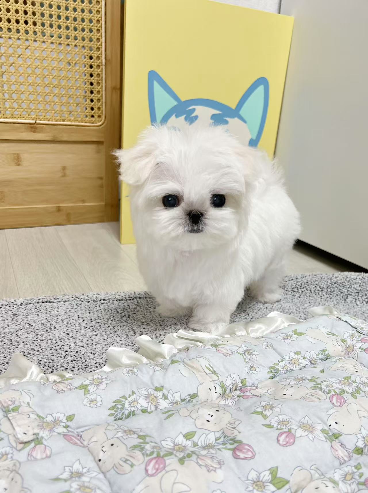 Maltese-Kara