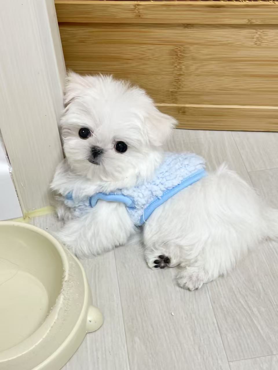 Maltese-Kara