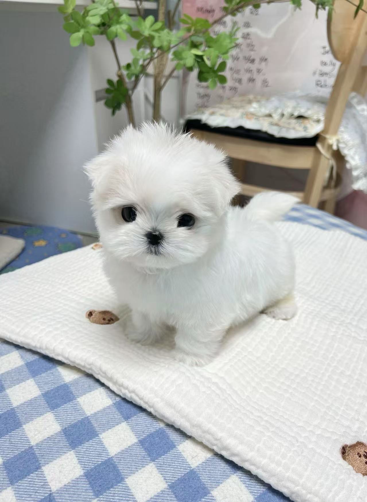 Maltese-Noah