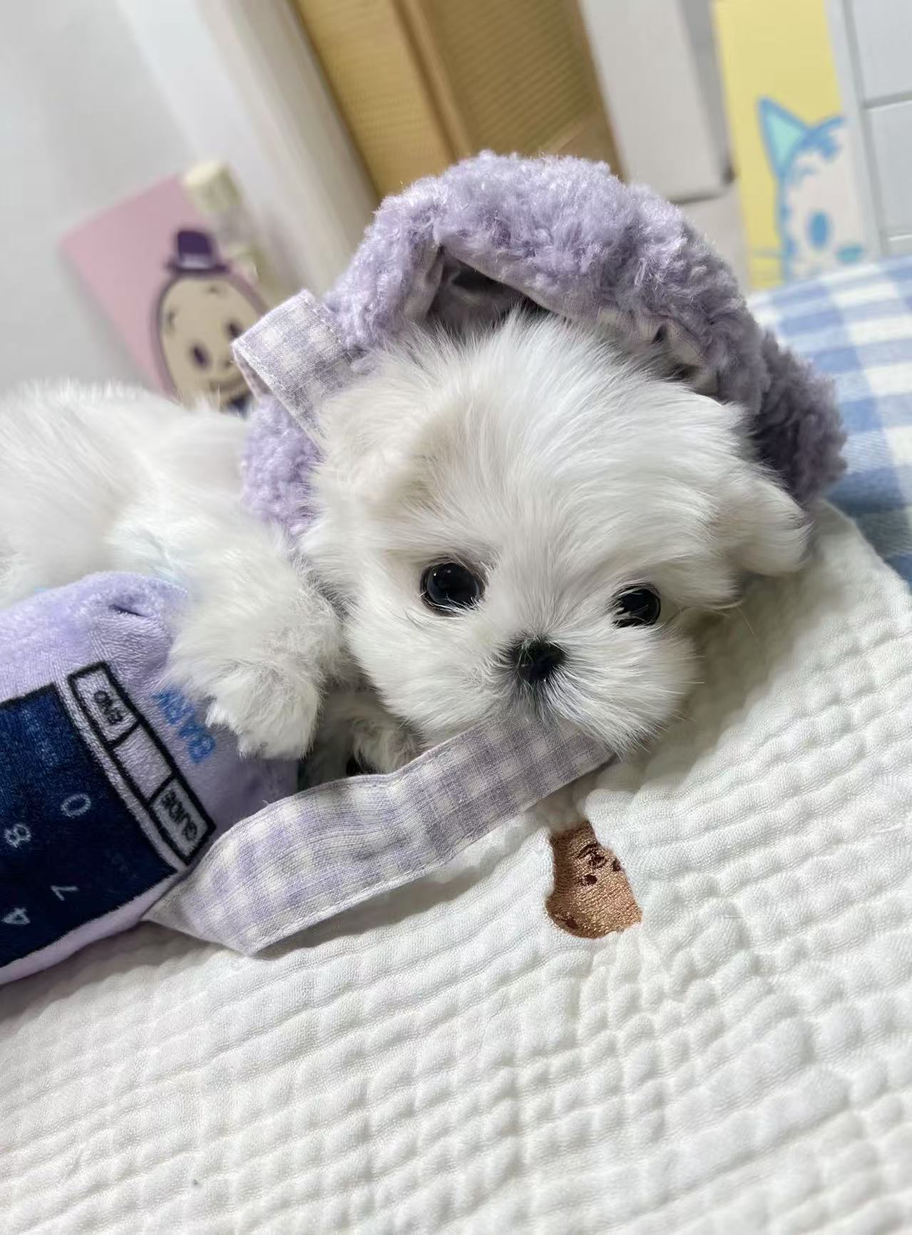 Maltese-Noah