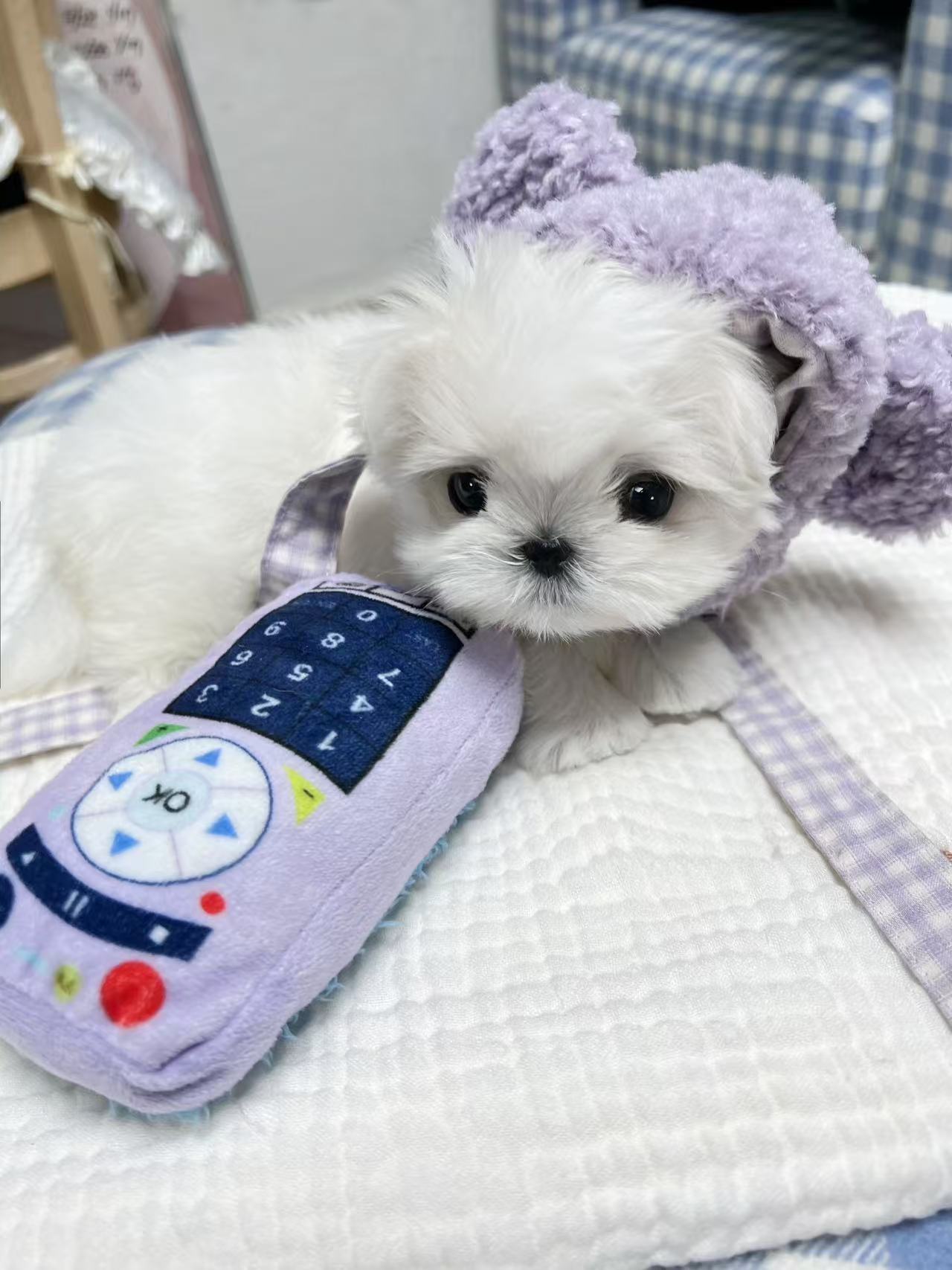 Maltese-Noah