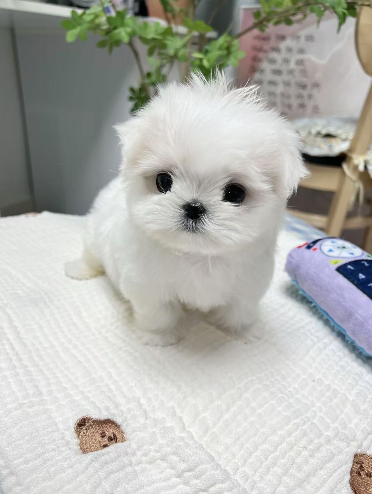 Maltese-Noah