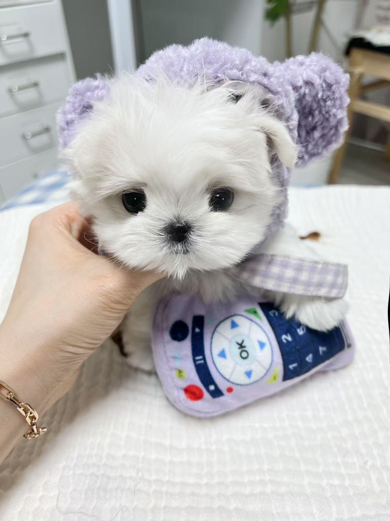 Maltese-Noah
