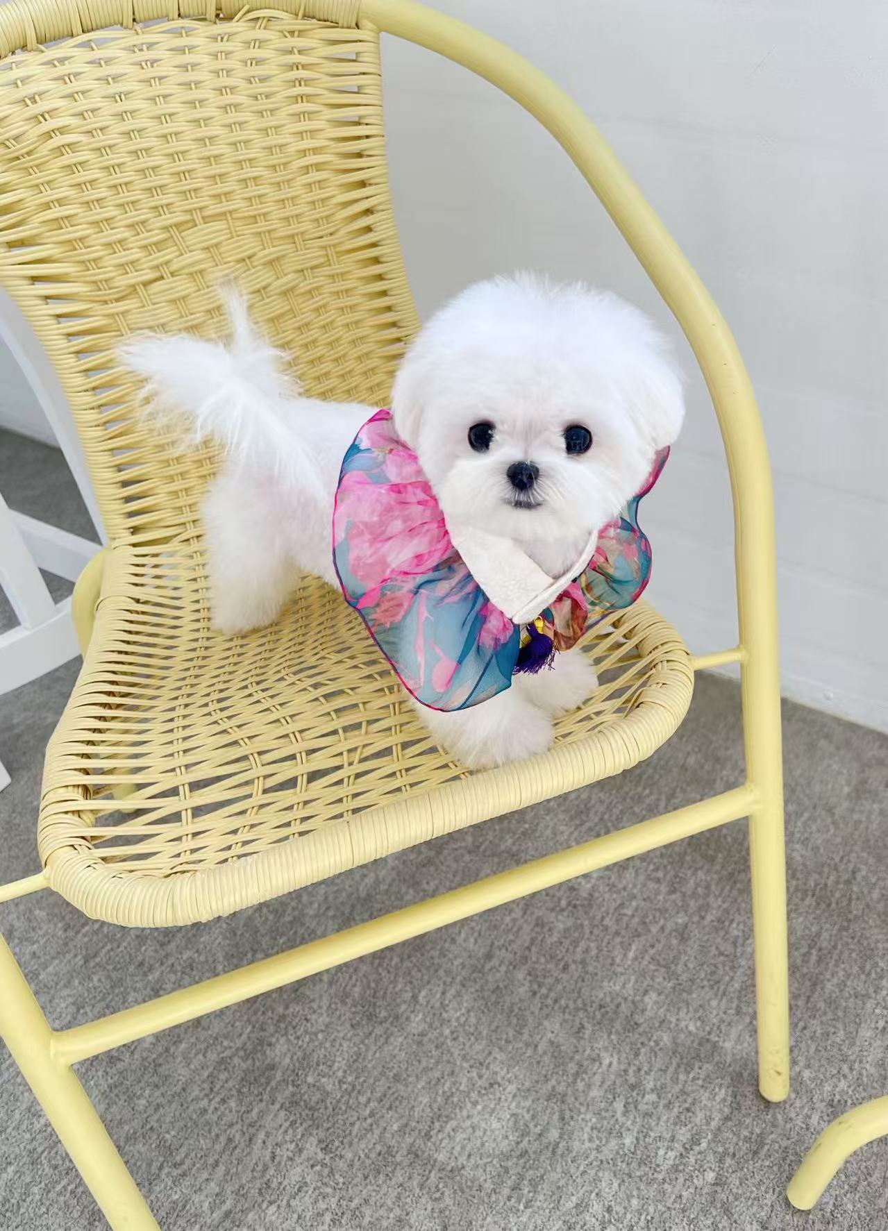Maltese-Shushu