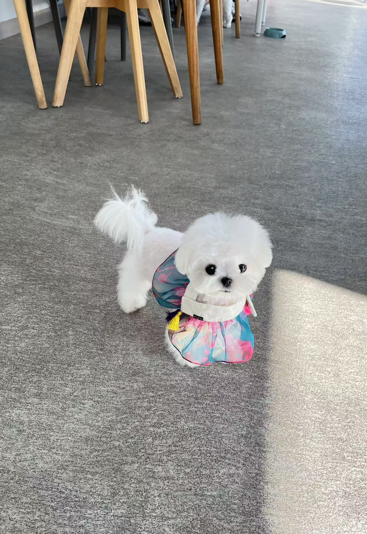 Maltese-Shushu