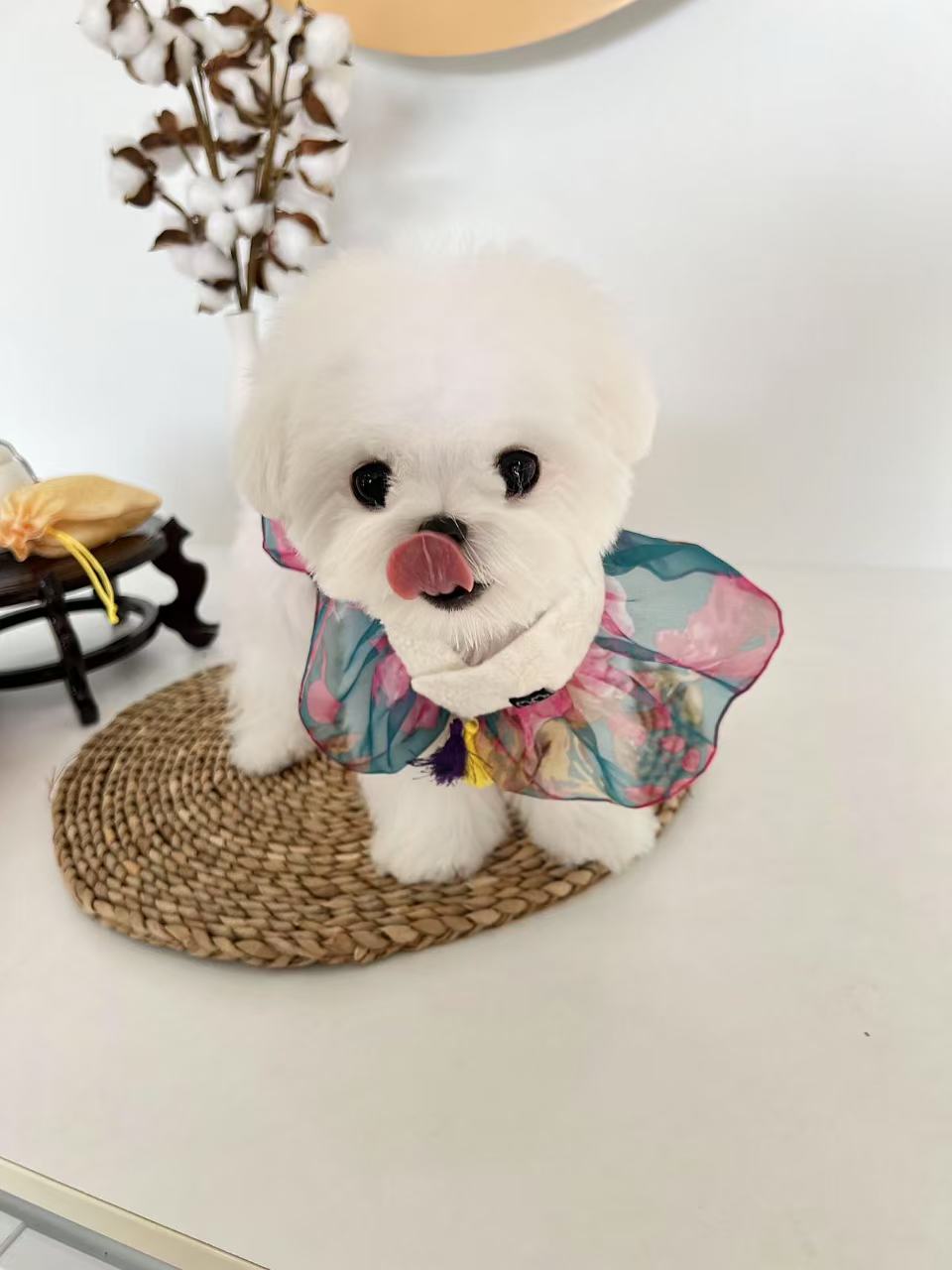 Maltese-Shushu