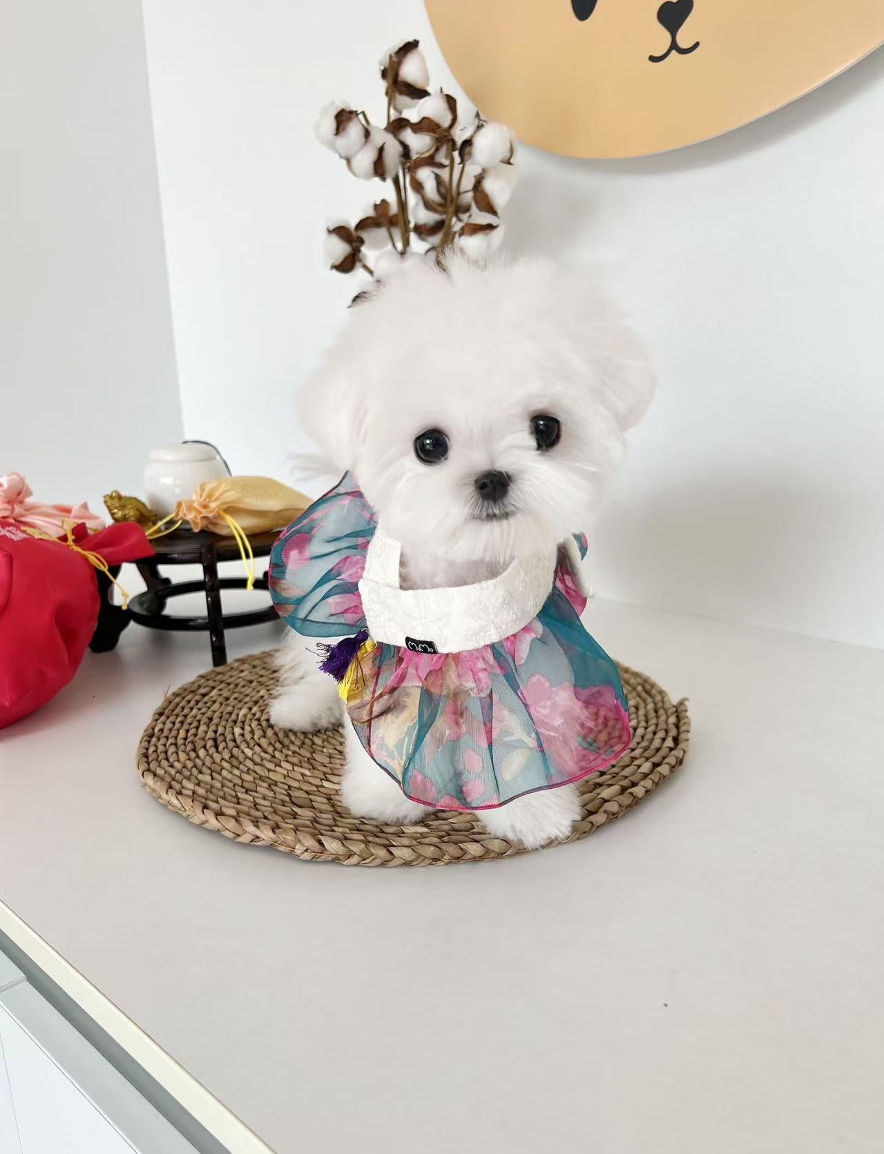 Maltese-Shushu