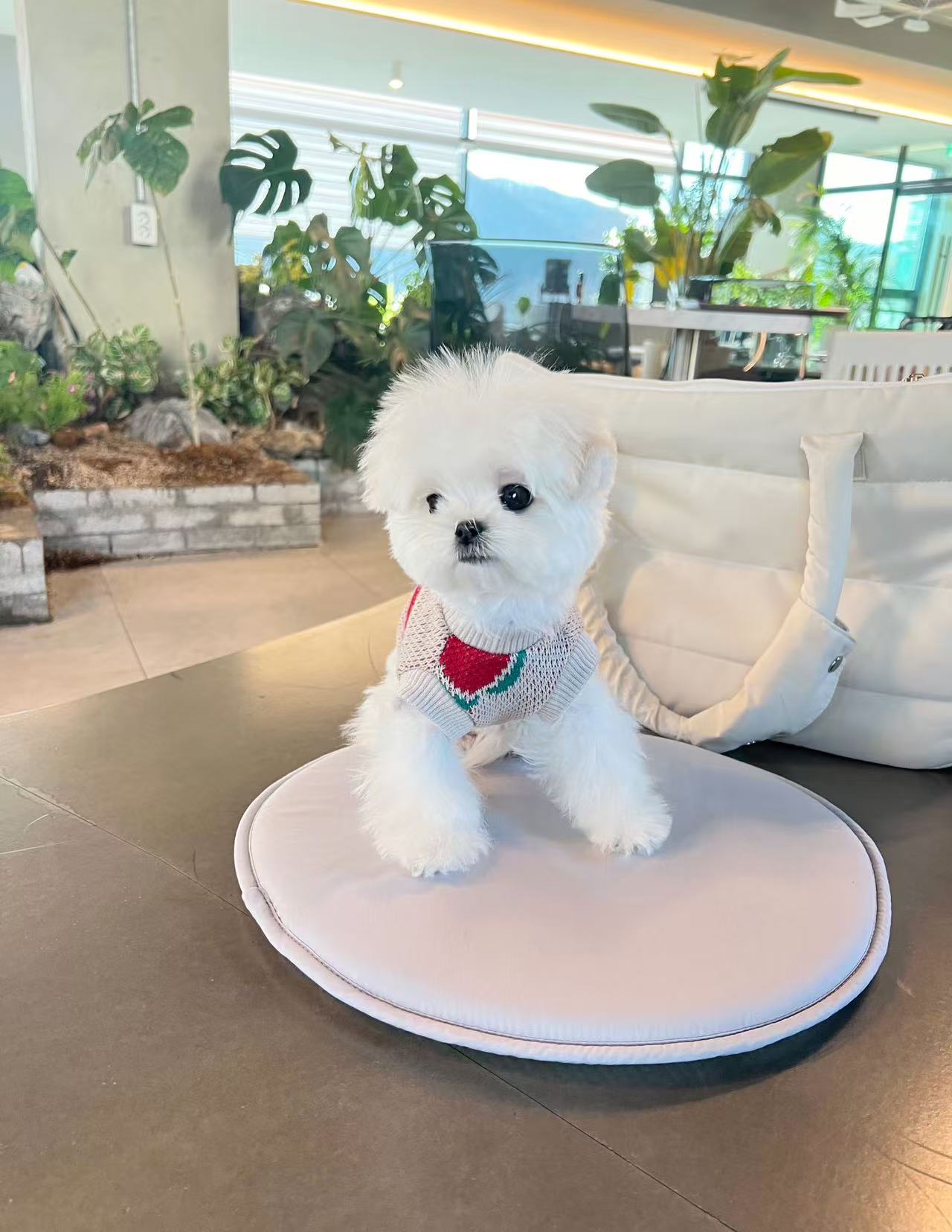 Maltese-Keily