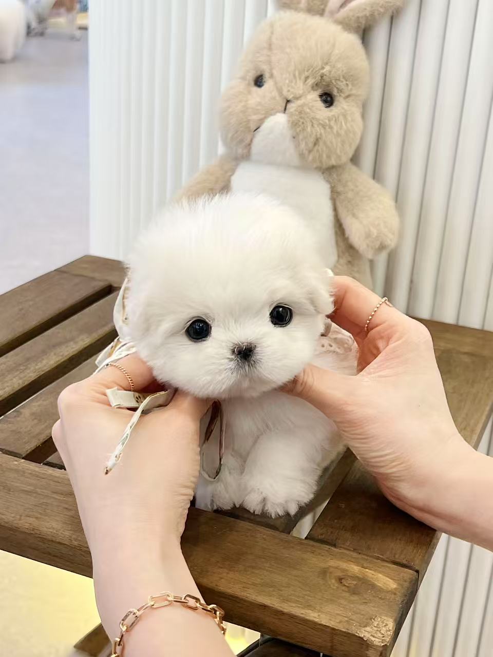 Maltese-Roo