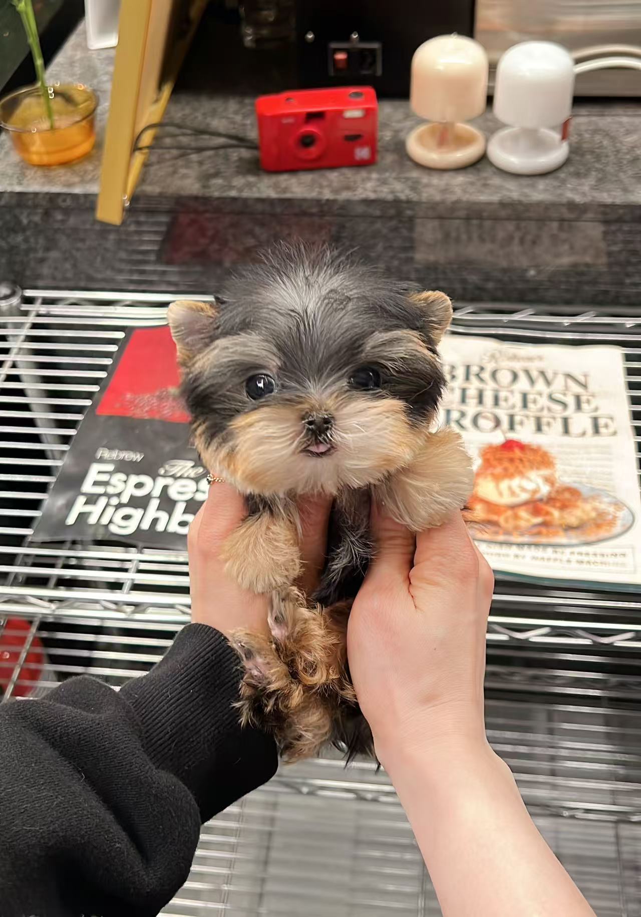 Yorkie-Eden