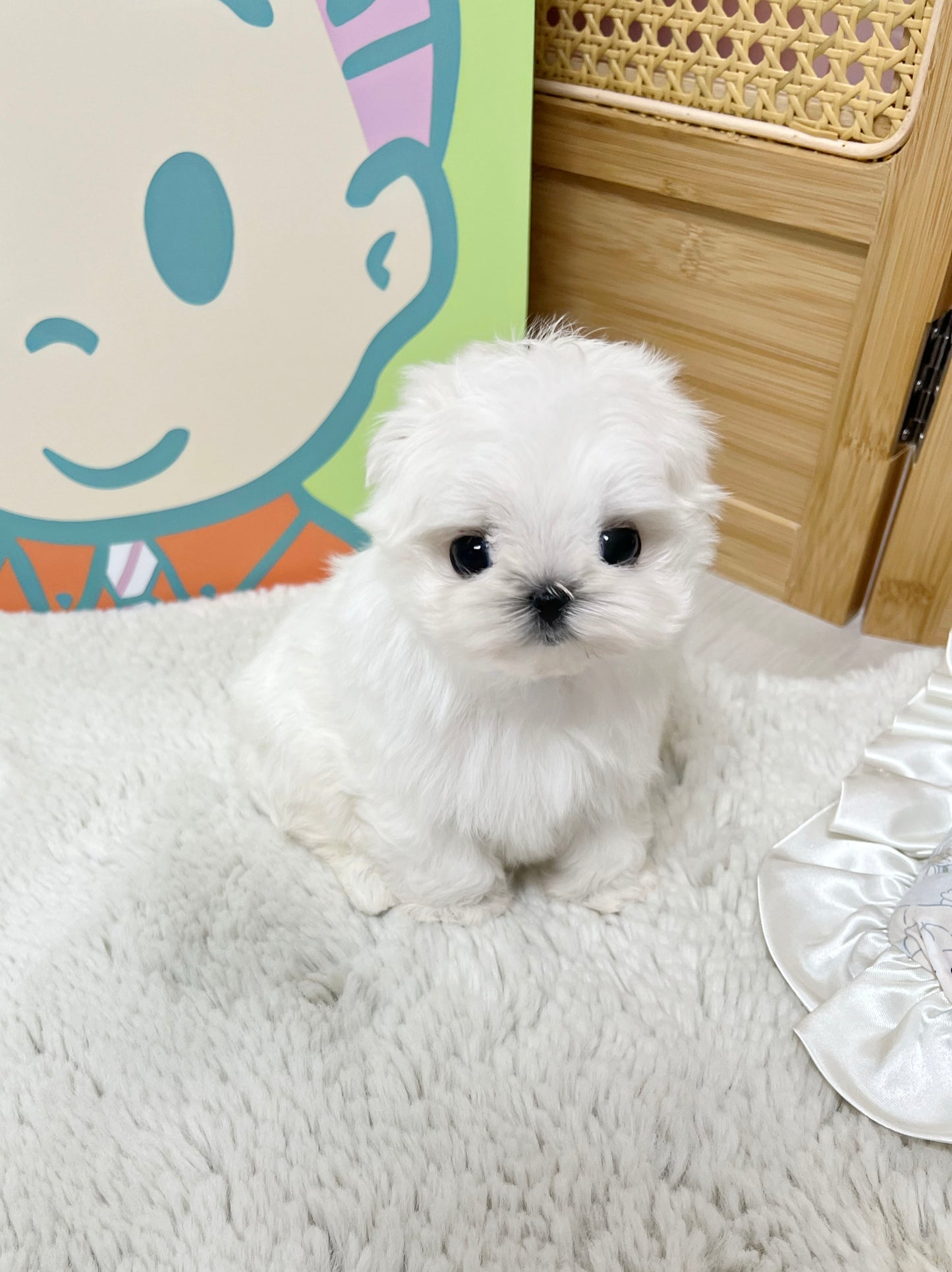 Maltese-Pupu