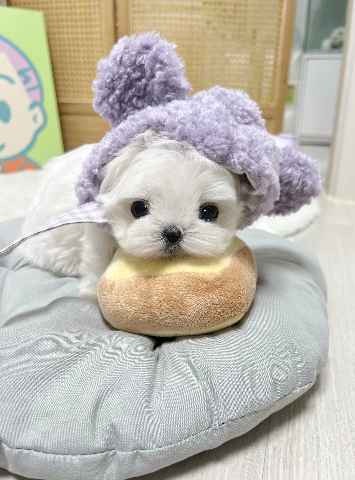 Maltese-Pupu