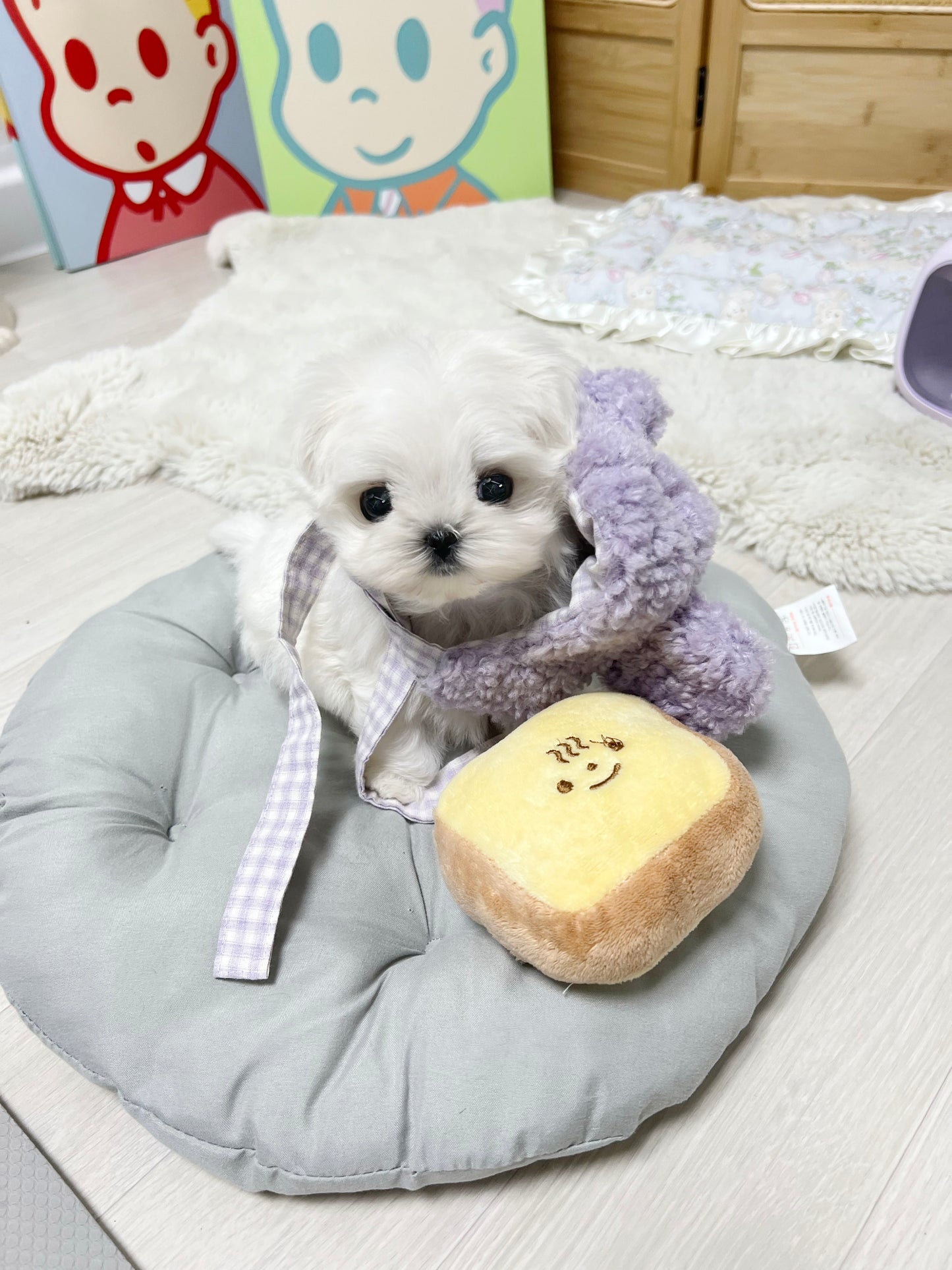 Maltese-Pupu