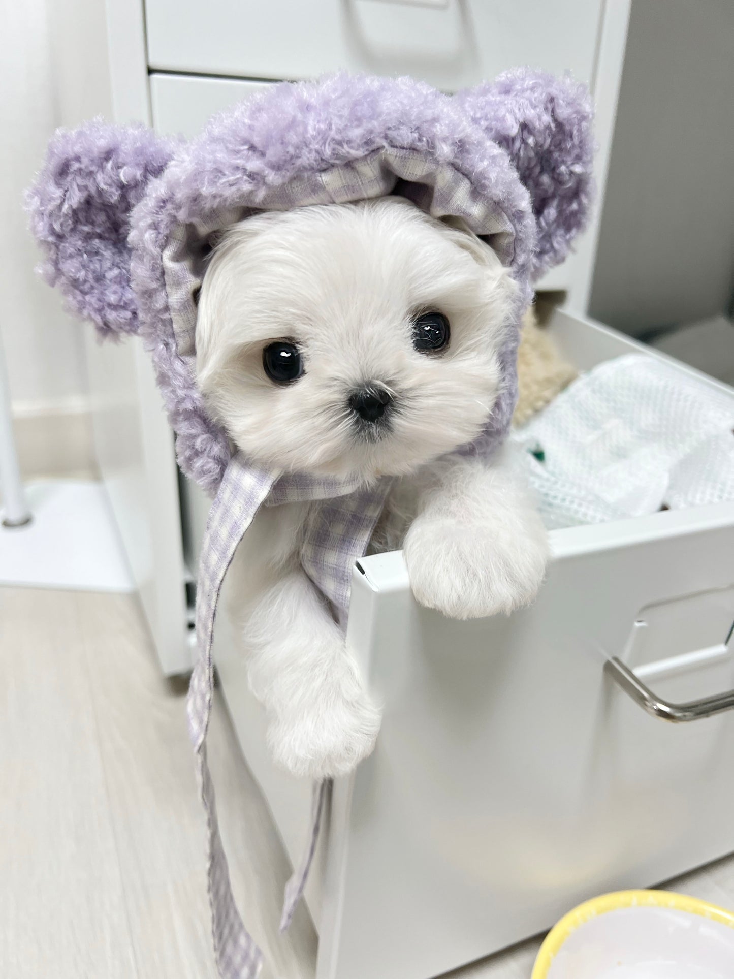Maltese-Pupu