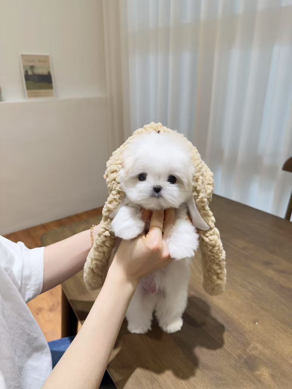 Maltese-Tino
