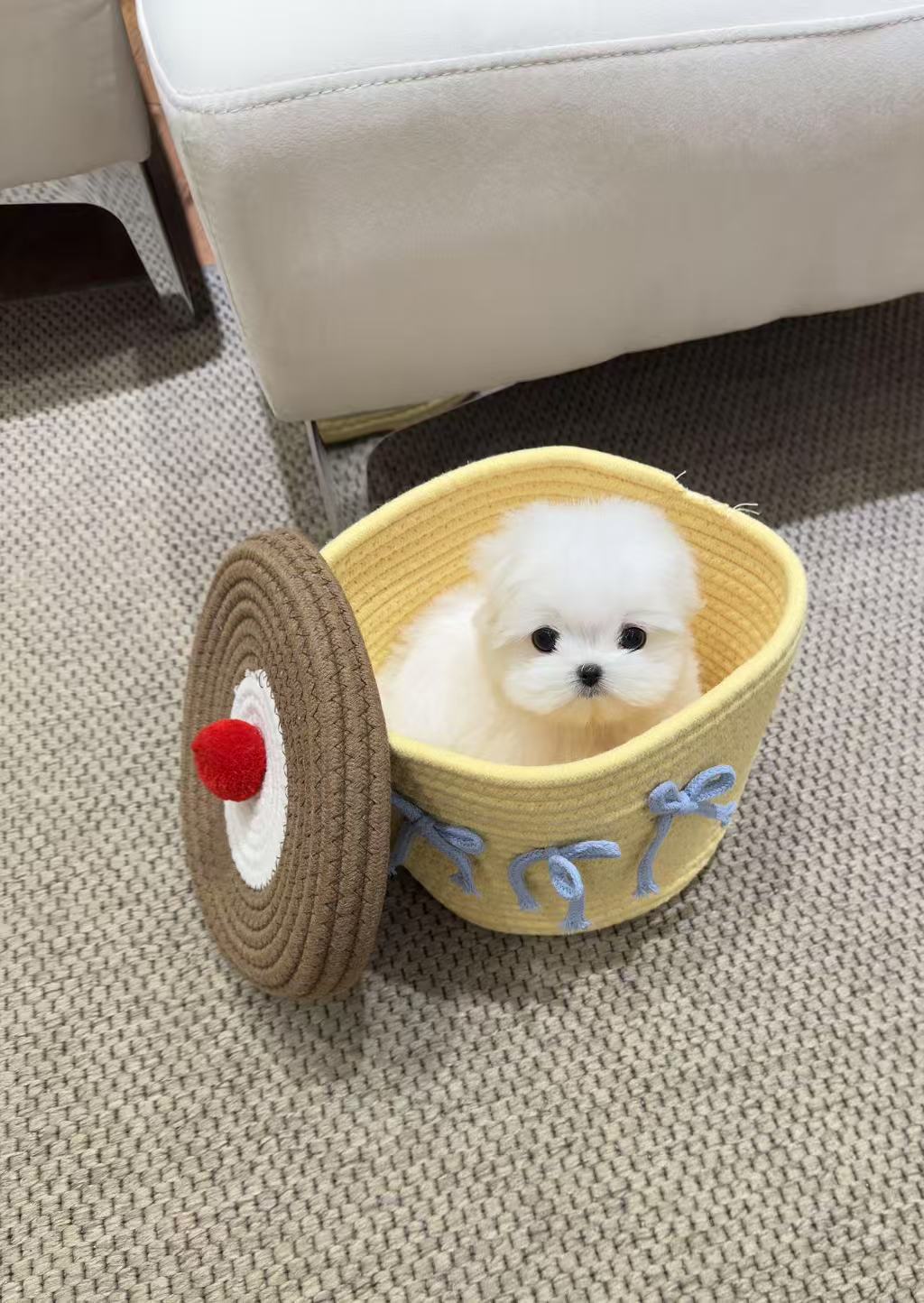 Maltese-Tino