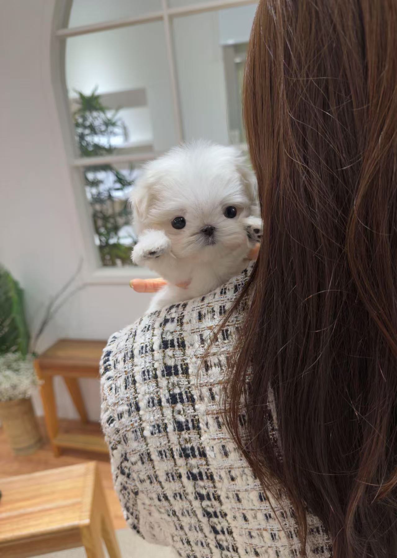 Maltese-Ari