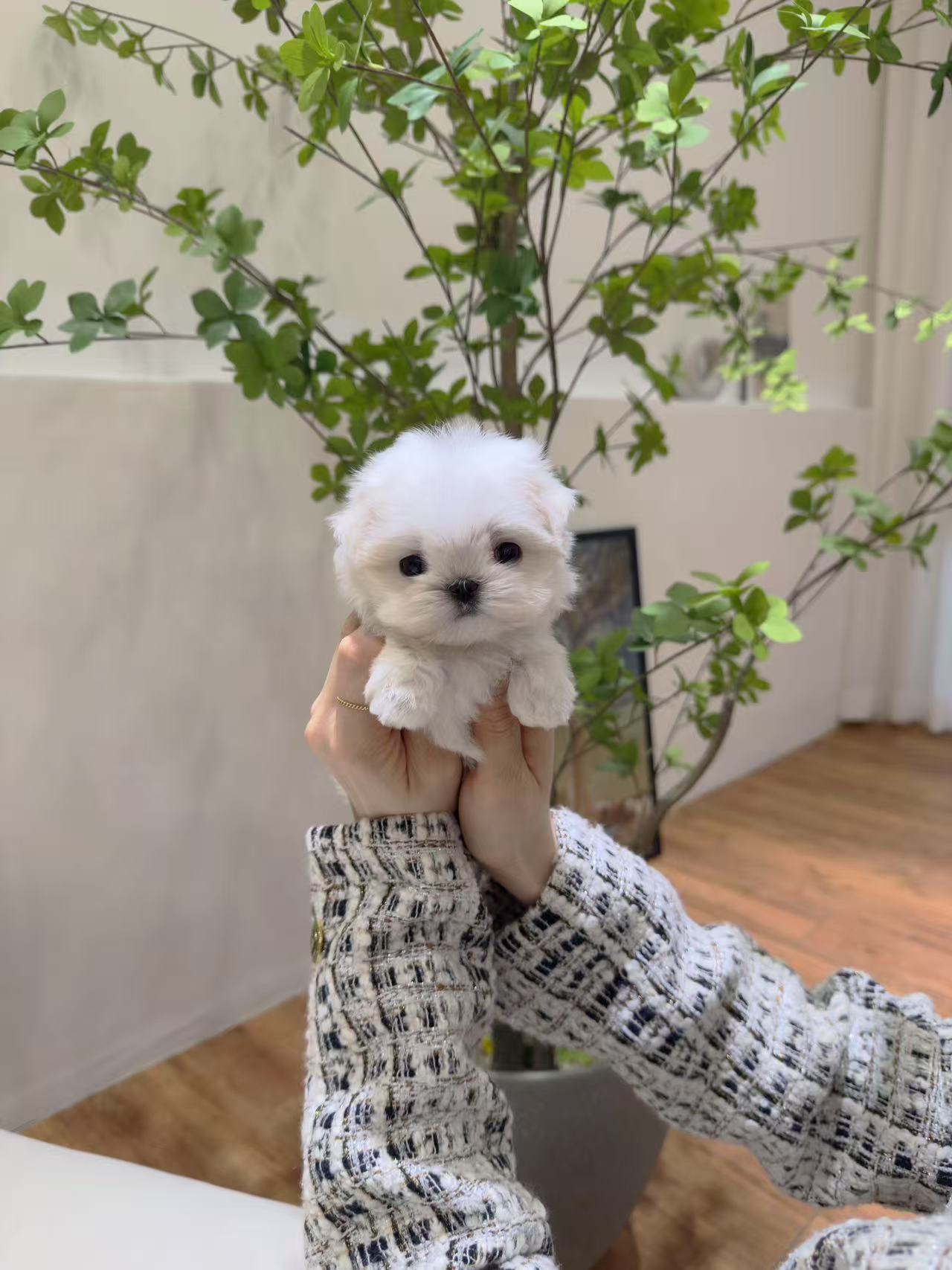 Maltese-Ari