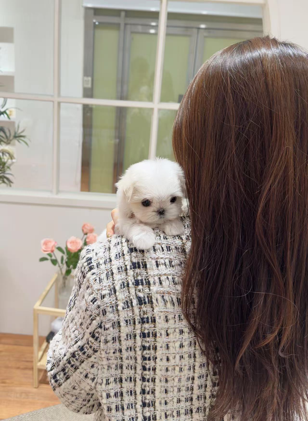 Maltese-Ari