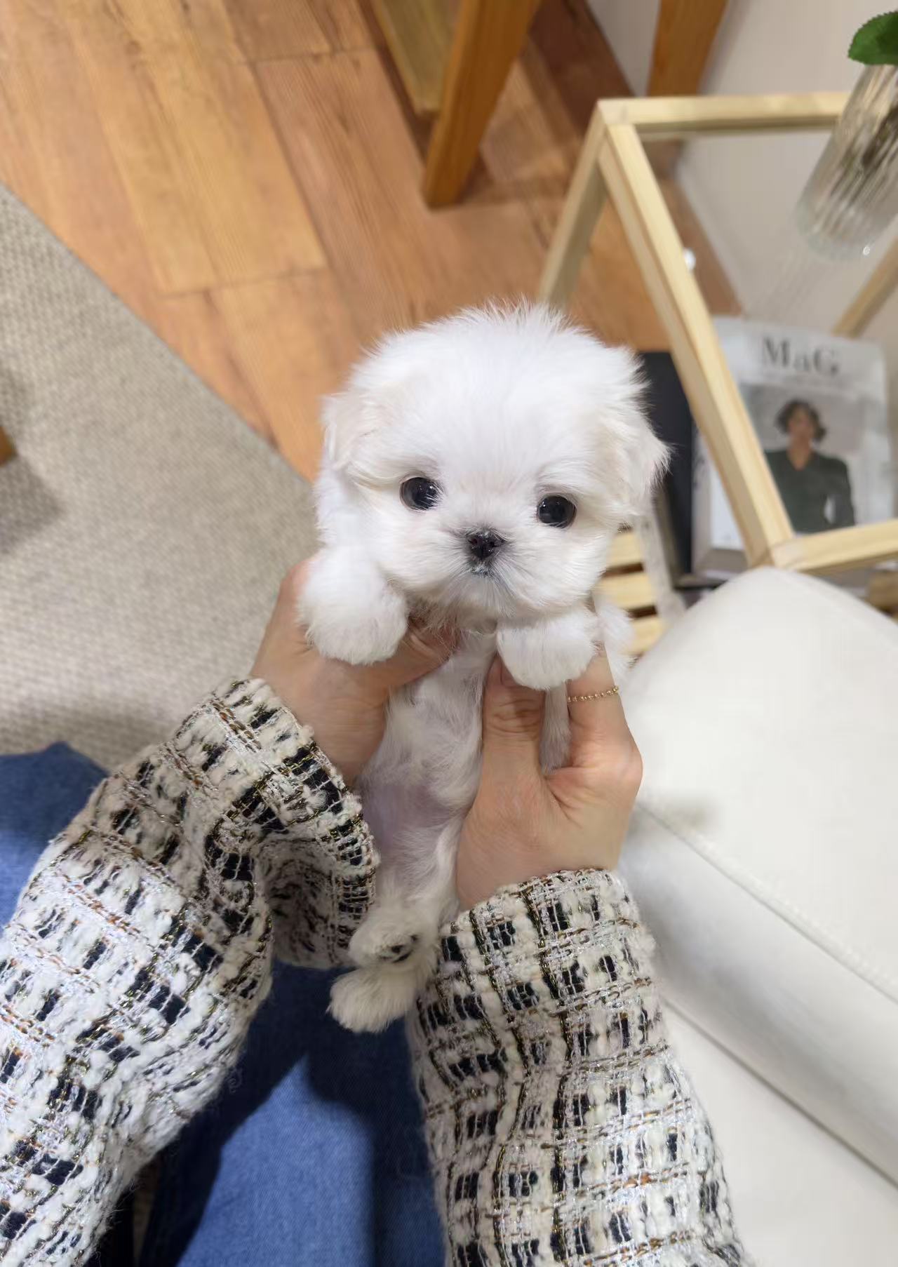 Maltese-Ari