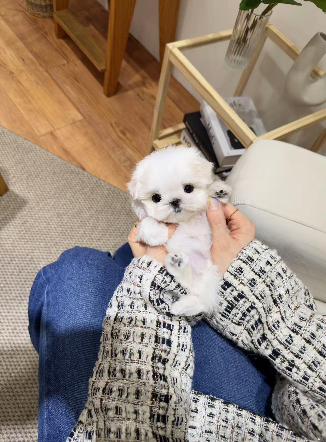 Maltese-Ari