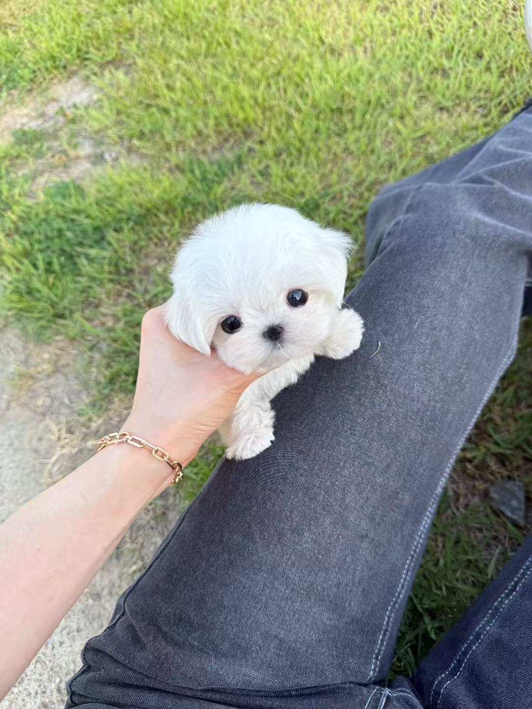 Maltese-Aaron