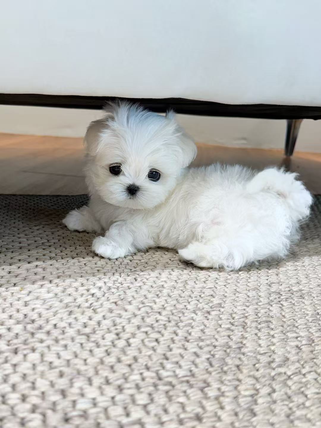 Maltese-Lony