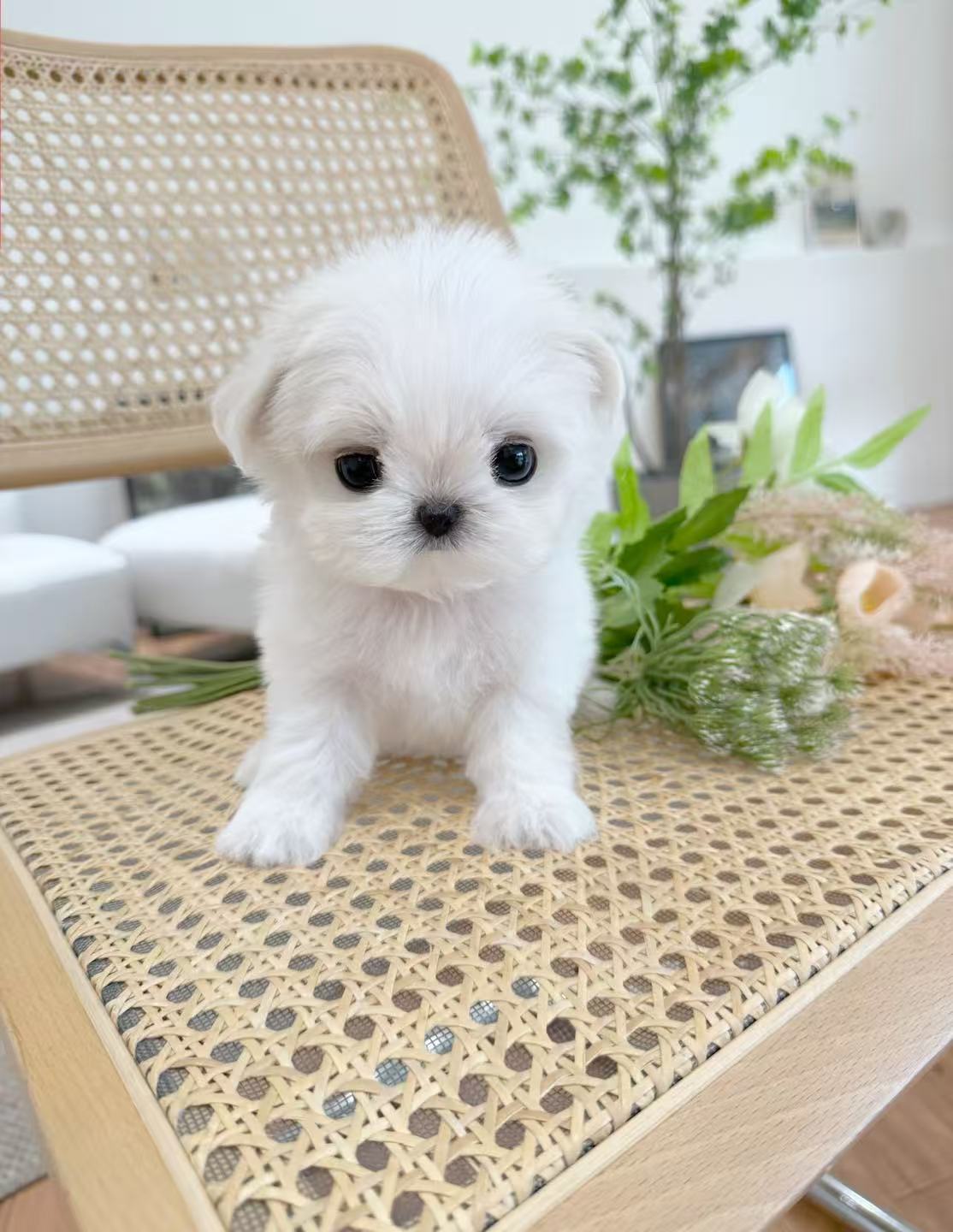 Maltese-Zeze