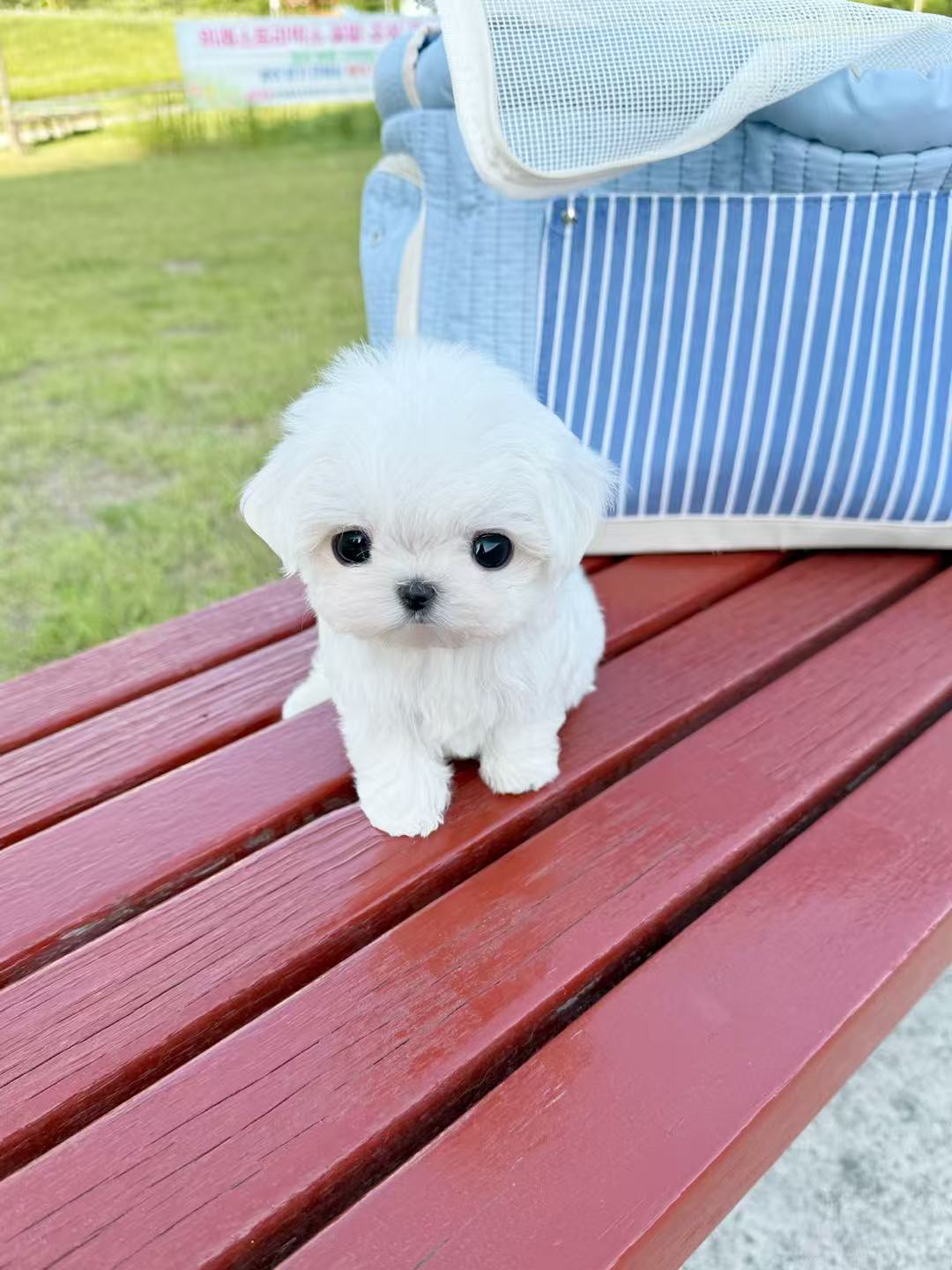 Maltese-Aaron