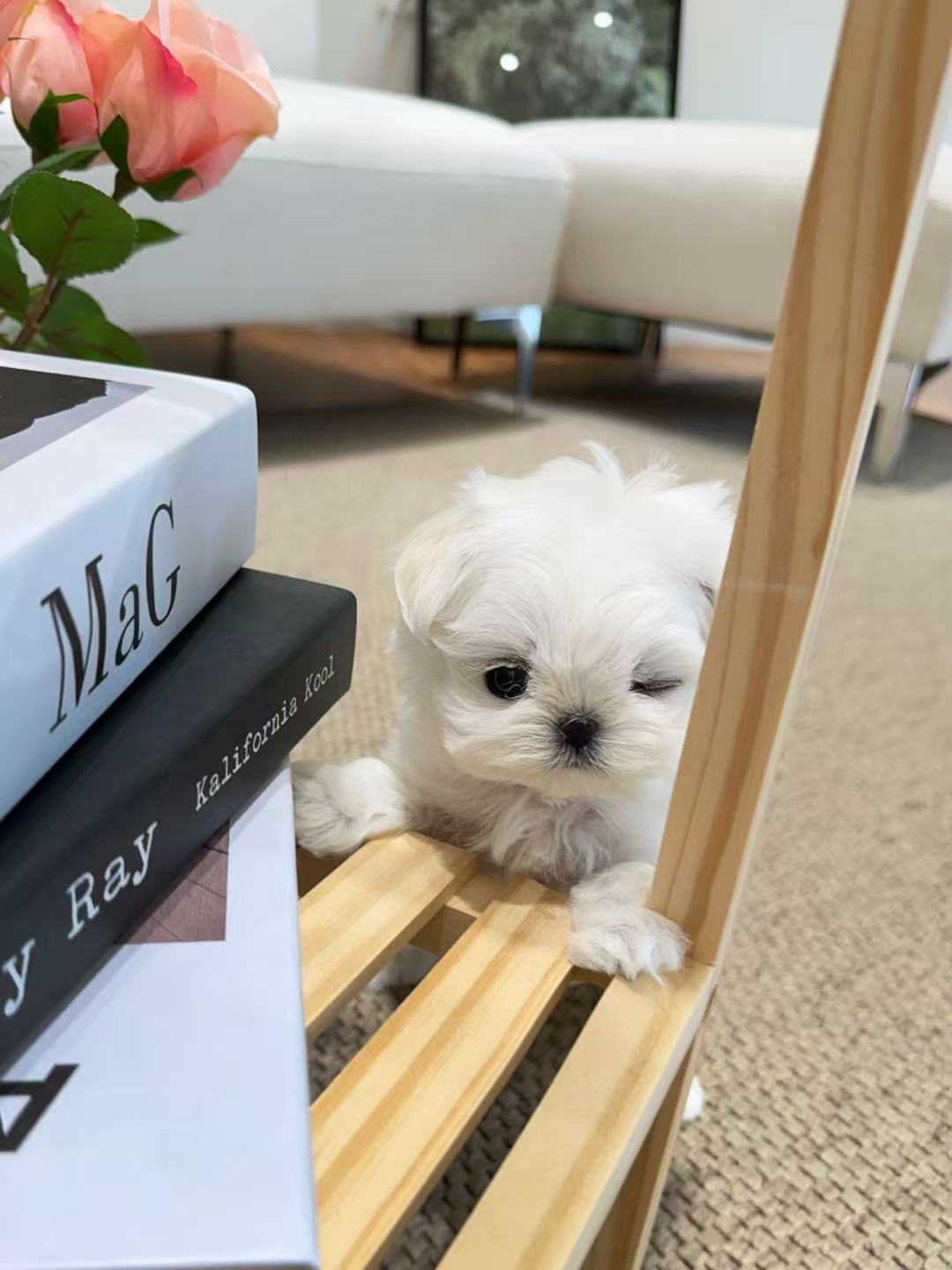 Maltese-Momo