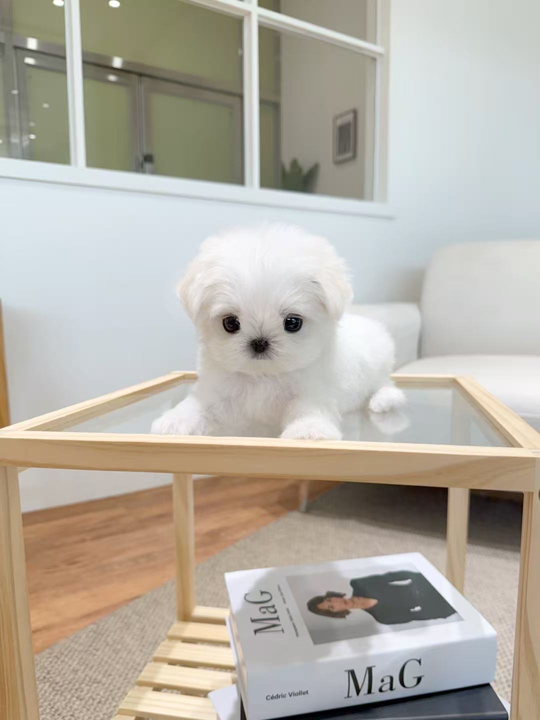 Maltese-Zeze