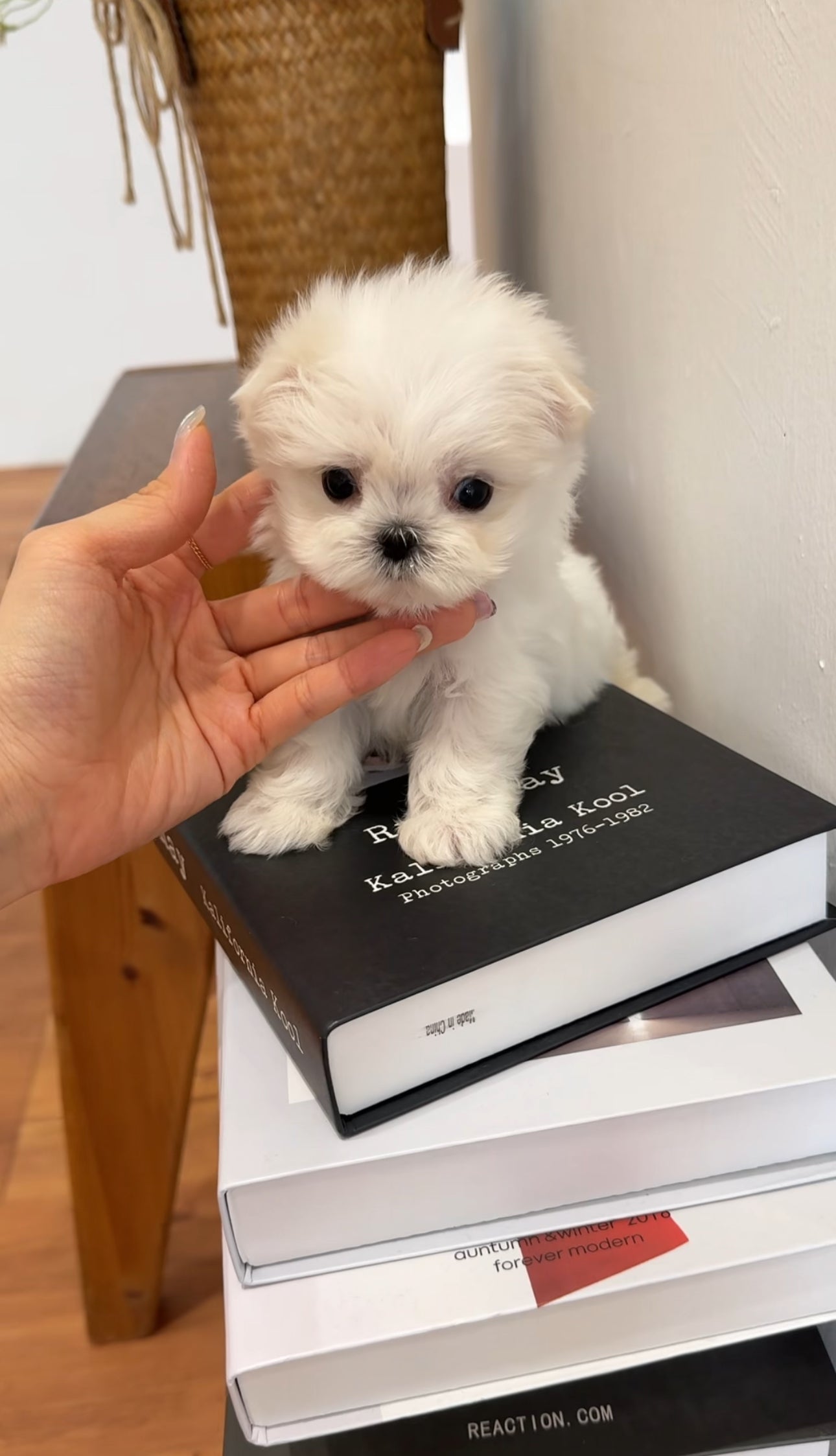 Maltese-Tiny
