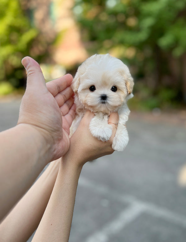 Maltipoo F -Shu