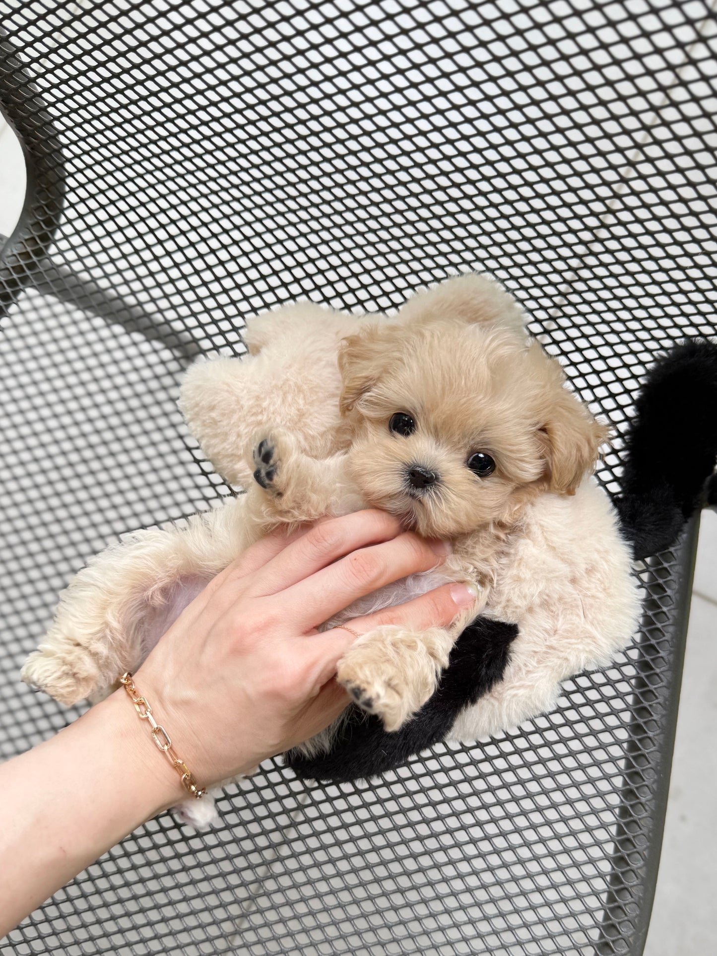 Maltipoo-Bebe