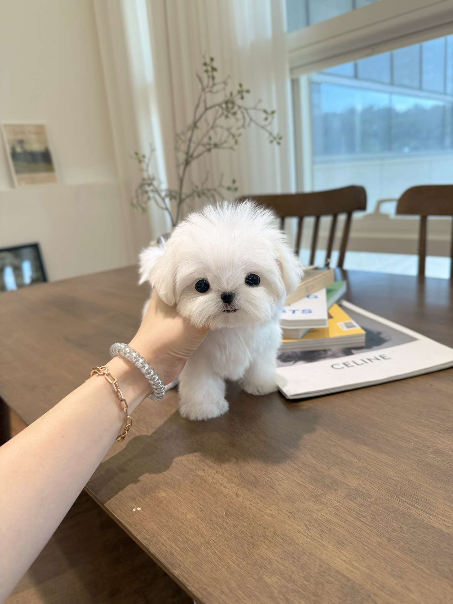 Maltese-Toto