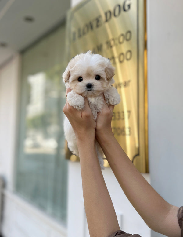 Maltipoo F -Shu