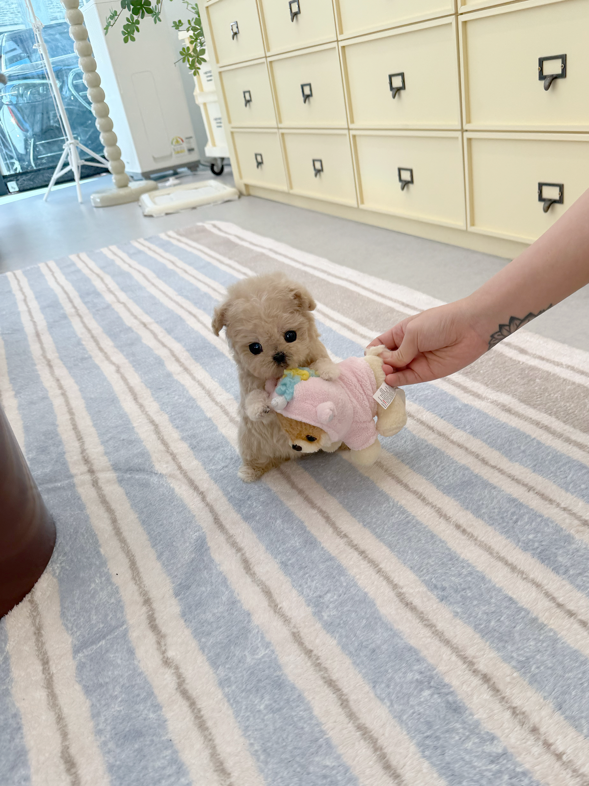 Maltipoo-Honey-F