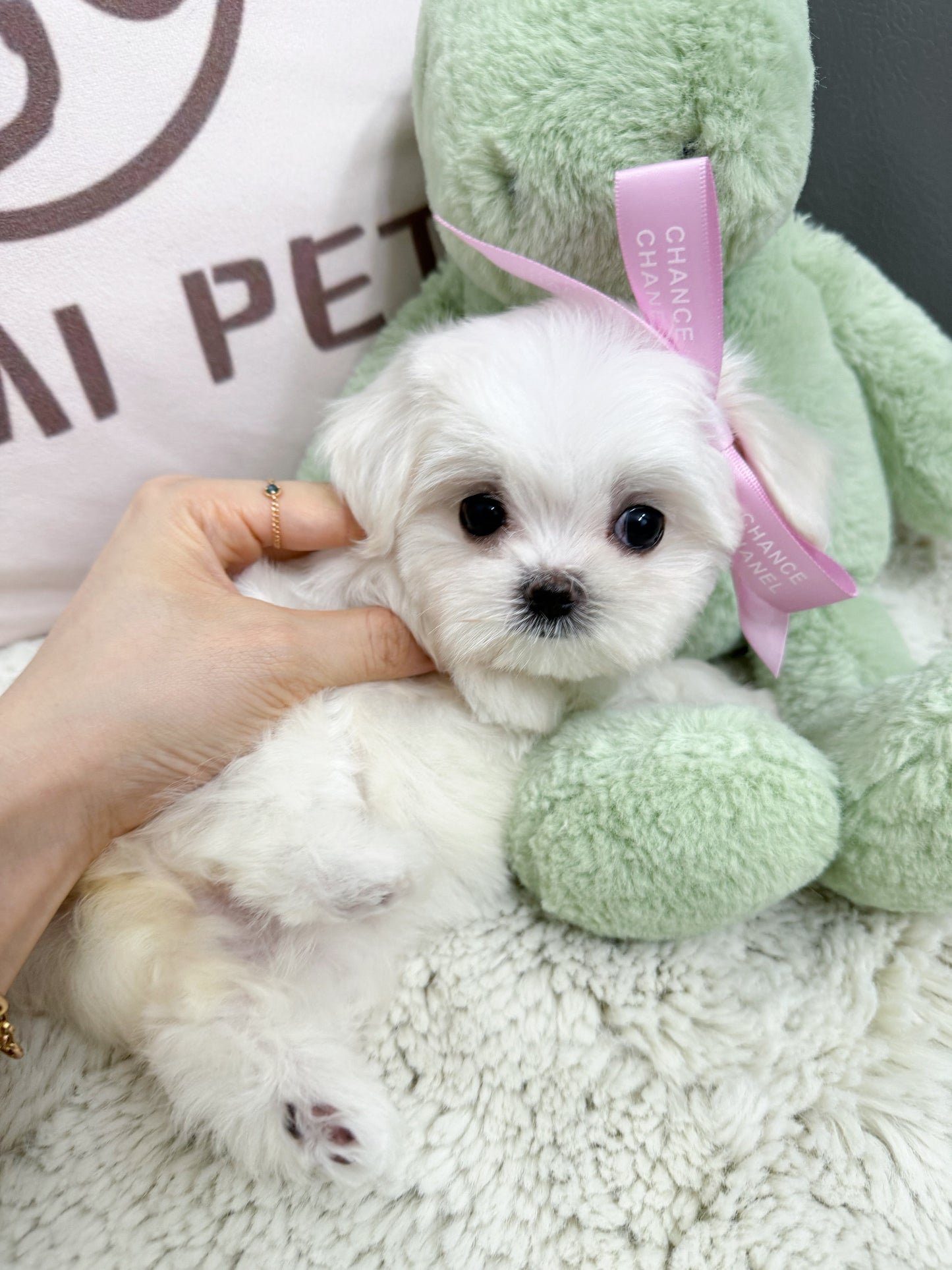 Maltese-Tofu