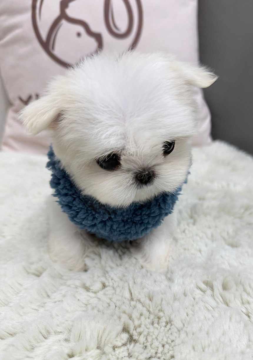 Maltese-Lei