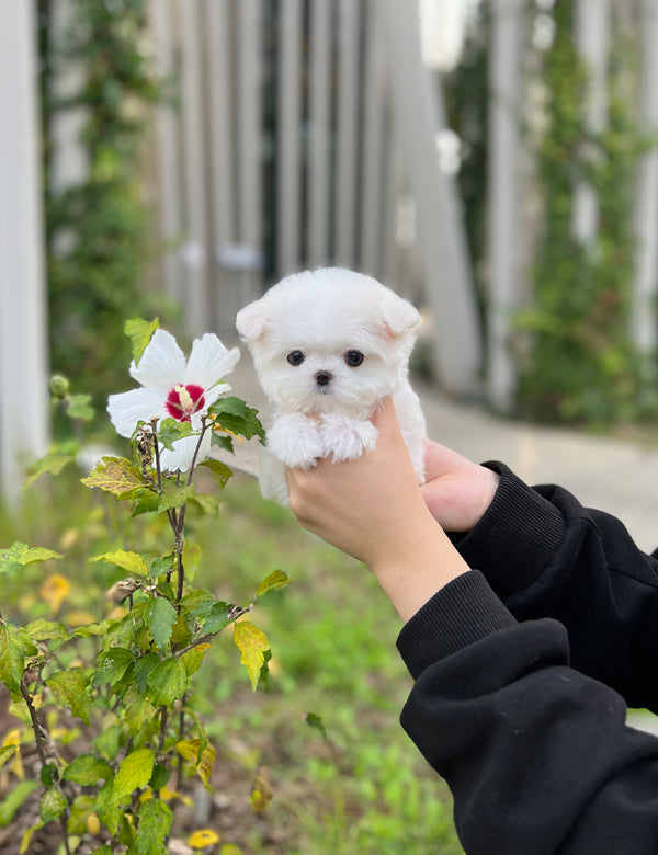 Maltese M- hoho