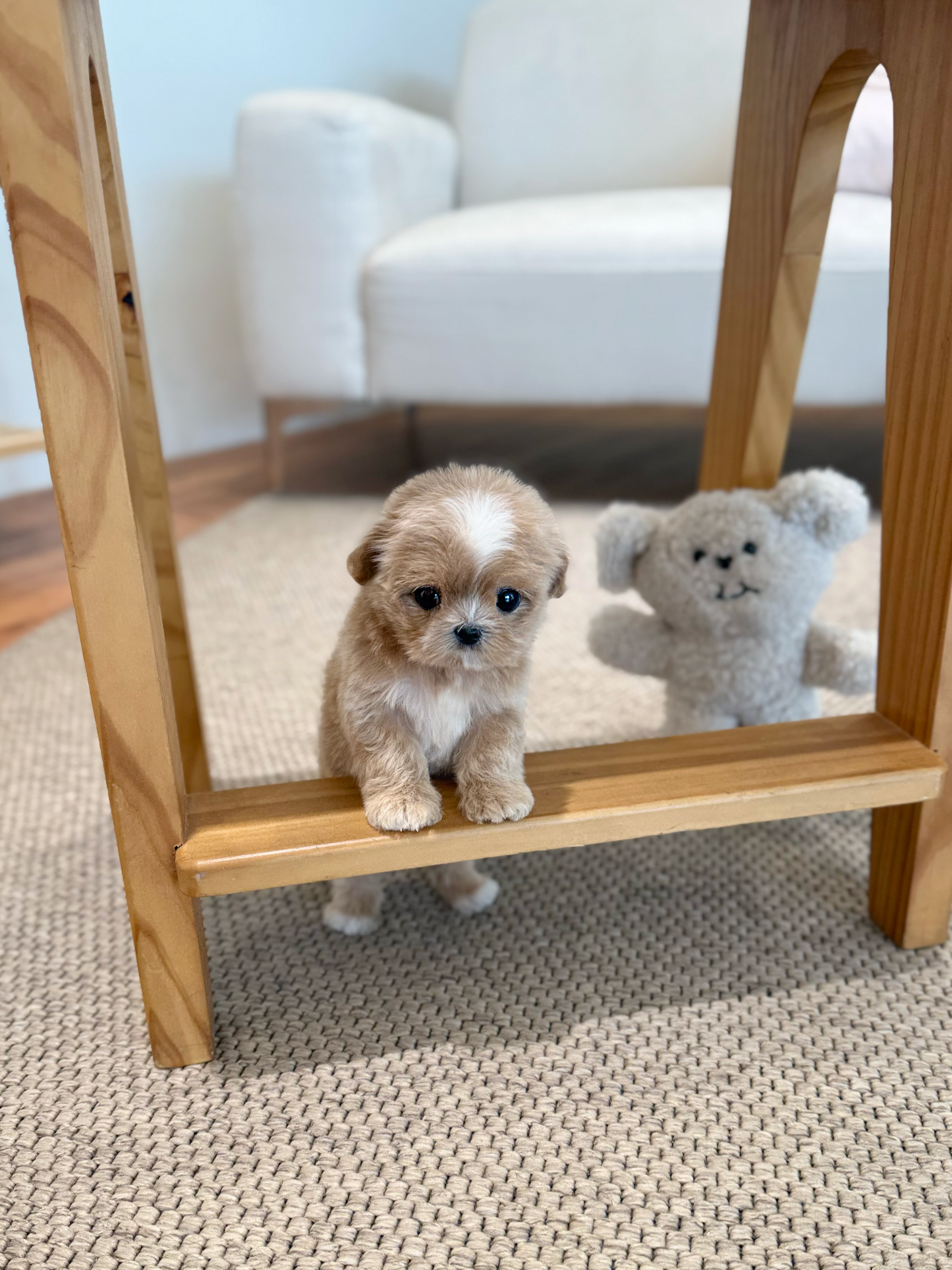 Maltipoo-Taro