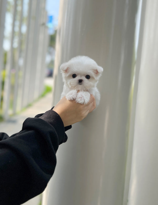Maltese M- hoho