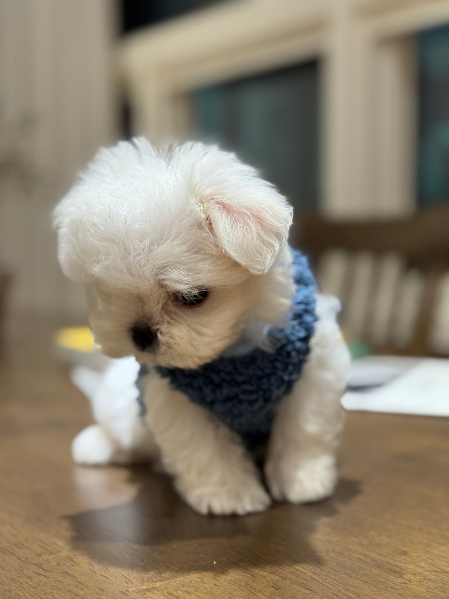 Maltese-Sean