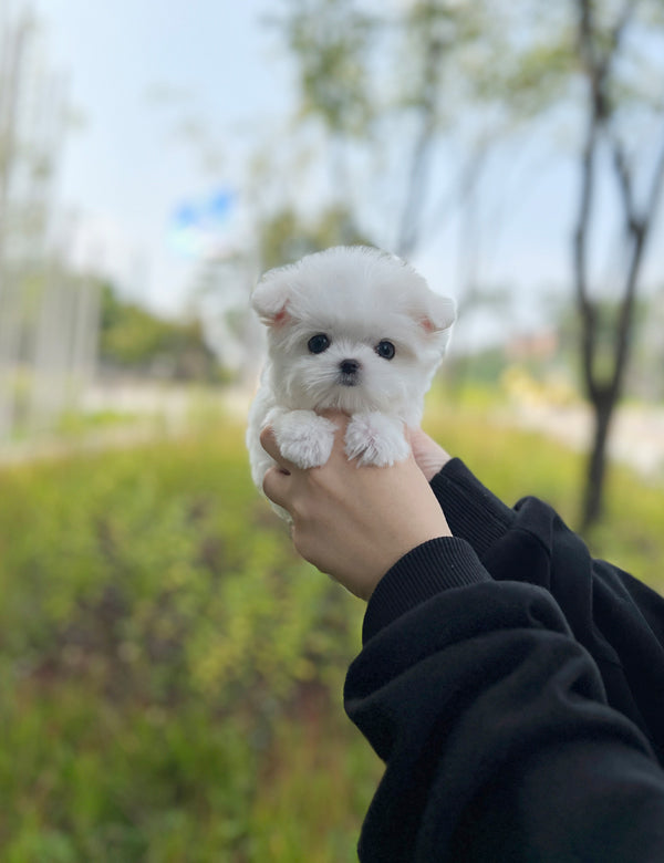 Maltese M- hoho