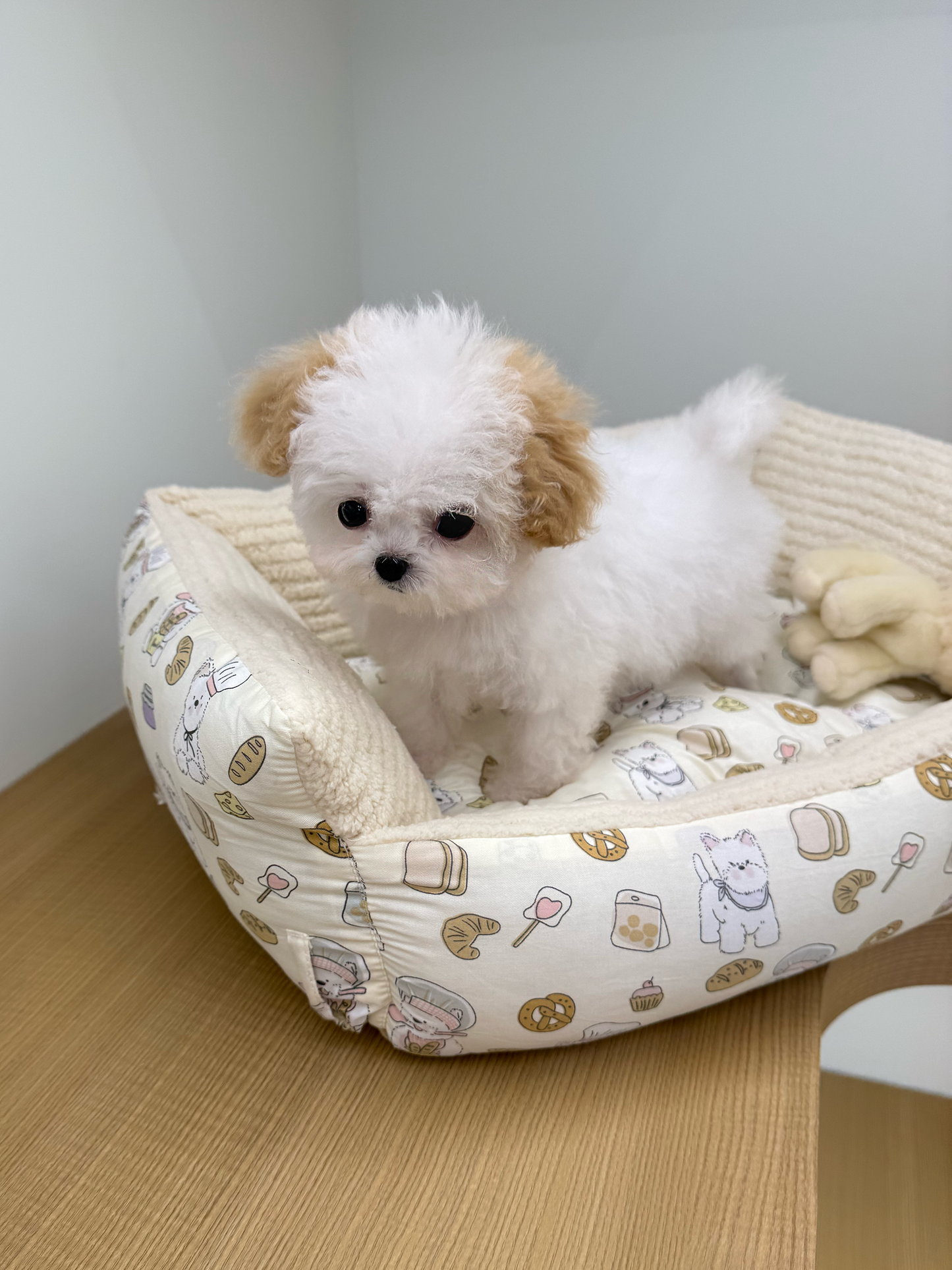Maltipoo-Mandarin-F
